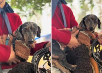 Salsichinha se recusa a descer de cavalo em rodeio
