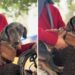 Salsichinha se recusa a descer de cavalo em rodeio