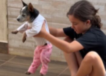 Cachorrinho esbanja paciência ao ser vestido com roupas de bebê