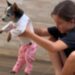 Cachorrinho esbanja paciência ao ser vestido com roupas de bebê