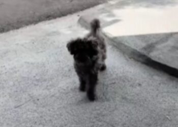 Cachorro finge estar com a pata machucada para ganhar carinho