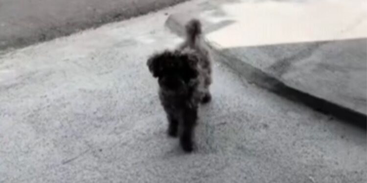 Cachorro finge estar com a pata machucada para ganhar carinho
