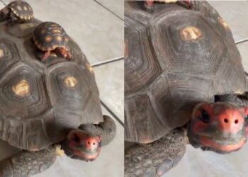 Jabuti passeia tranquilamente com filhotes em cima do casco