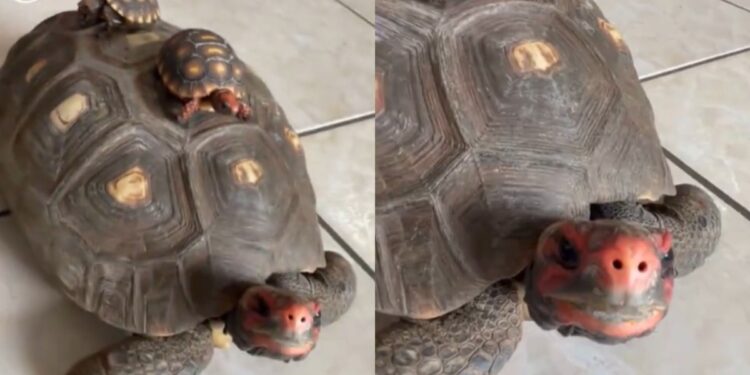 Jabuti passeia tranquilamente com filhotes em cima do casco