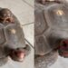 Jabuti passeia tranquilamente com filhotes em cima do casco