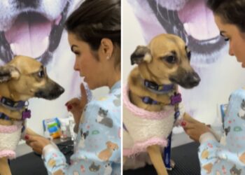 Cachorrinha faz ‘drama’ antes mesmo da coleta de sangue começar