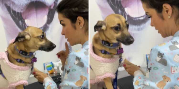 Cachorrinha faz ‘drama’ antes mesmo da coleta de sangue começar