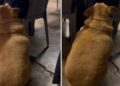 Cachorro gordinho pede comida de mesa em mesa em lanchonete