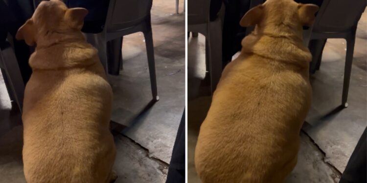 Cachorro gordinho pede comida de mesa em mesa em lanchonete