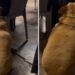 Cachorro gordinho pede comida de mesa em mesa em lanchonete