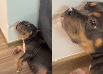 Cachorra faz expressão de “inocente” após destruir parede de casa