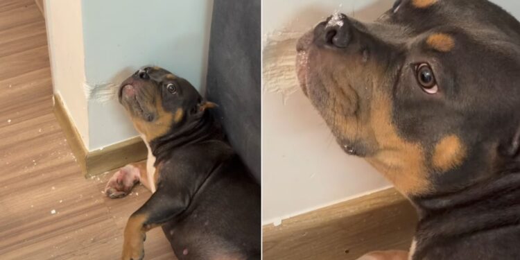 Cachorra faz expressão de “inocente” após destruir parede de casa
