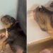 Cachorra faz expressão de “inocente” após destruir parede de casa
