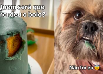 Shih tzu é “desmascarado” após aparecer com a boca suja de bolo