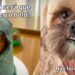 Shih tzu é “desmascarado” após aparecer com a boca suja de bolo