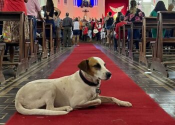 Morre “Dama do Largo”, cachorrinha símbolo da Cidade de Goiás