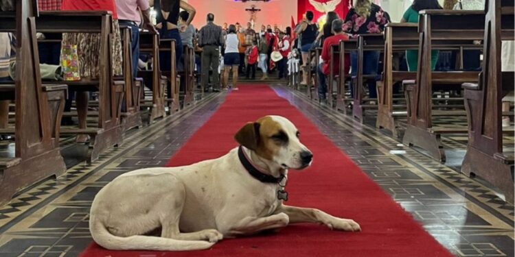 Morre “Dama do Largo”, cachorrinha símbolo da Cidade de Goiás