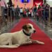 Morre “Dama do Largo”, cachorrinha símbolo da Cidade de Goiás