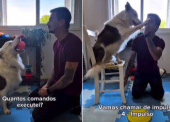 Border Collie impressiona ao executar mais de 50 comandos