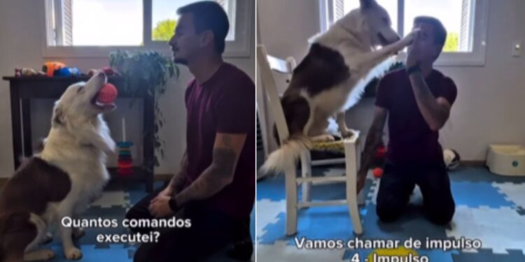 Border Collie impressiona ao executar mais de 50 comandos