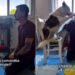 Border Collie impressiona ao executar mais de 50 comandos