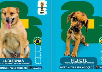 ‘Cãovocação’ coloca pets de canil na disputa por um lar