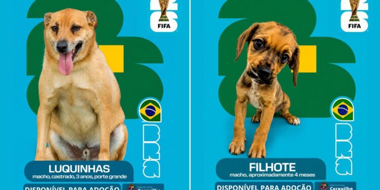 ‘Cãovocação’ coloca pets de canil na disputa por um lar