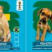 ‘Cãovocação’ coloca pets de canil na disputa por um lar