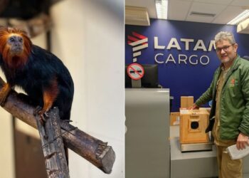 Mico-leão-de-cara-dourada é transportado de avião para Curitiba