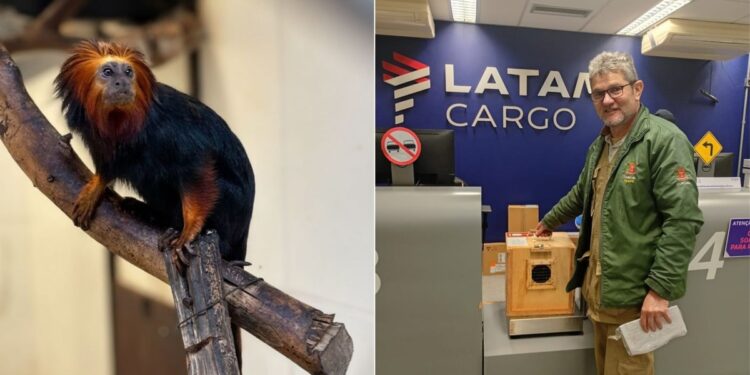Mico-leão-de-cara-dourada é transportado de avião para Curitiba