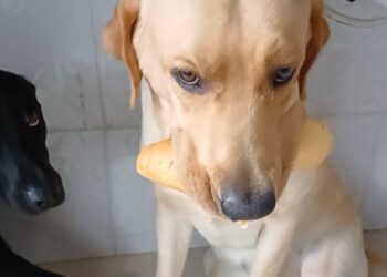 Cachorro é flagrado segurando três pães ao mesmo tempo na boca