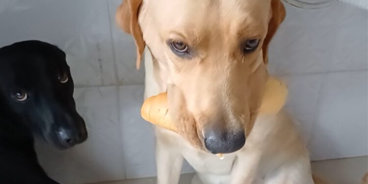 Cachorro é flagrado segurando três pães ao mesmo tempo na boca