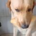 Cachorro é flagrado segurando três pães ao mesmo tempo na boca