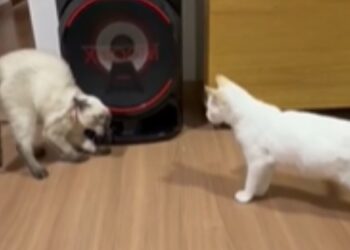 Gatinha ganha irmãzinha pet e não esconde insatisfação