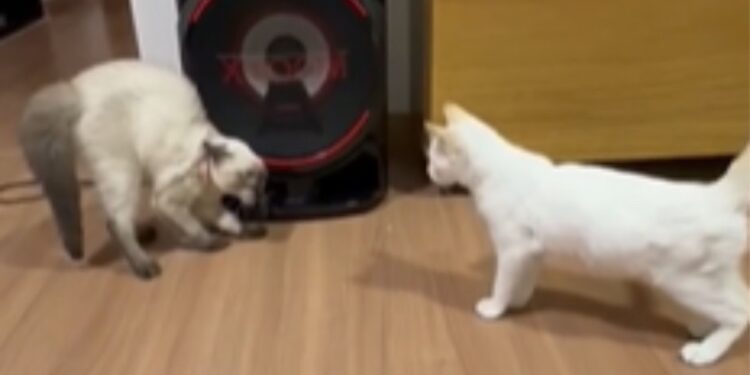 Gatinha ganha irmãzinha pet e não esconde insatisfação