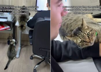 Gatos transformam escritório em ambiente “antiestresse”