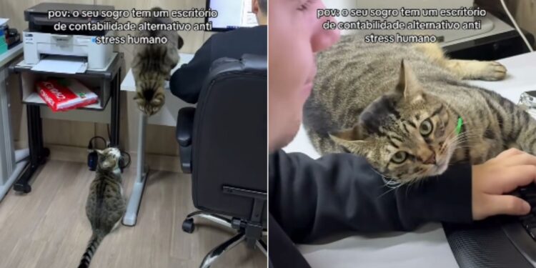 Gatos transformam escritório em ambiente “antiestresse”