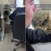 Gatos transformam escritório em ambiente “antiestresse”