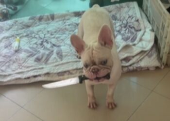 Cachorro testa coração da dona ao fugir com faca na boca