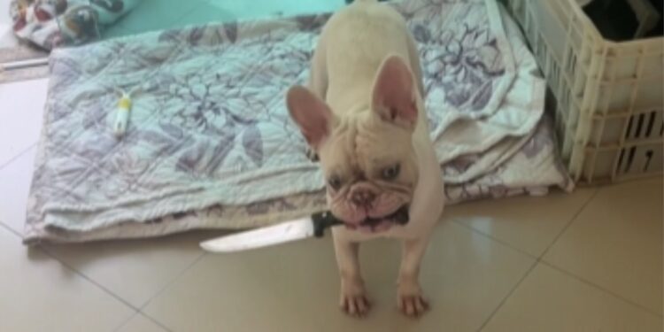 Cachorro testa coração da dona ao fugir com faca na boca