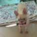 Cachorro testa coração da dona ao fugir com faca na boca