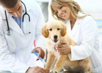 Pet Week: Celebrate Your Furry Friends Today