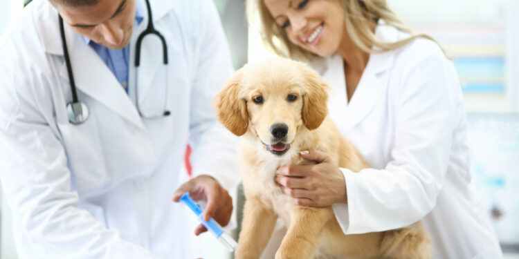 Pet Week: Celebrate Your Furry Friends Today