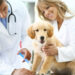 Pet Week: Celebrate Your Furry Friends Today