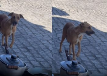 Esperto? Cachorro faz visita durante almoço para ganhar um agrado