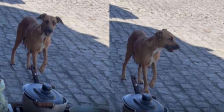 Esperto? Cachorro faz visita durante almoço para ganhar um agrado