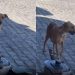 Esperto? Cachorro faz visita durante almoço para ganhar um agrado