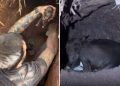 Cadela grávida desaparece e é encontrada em túnel com filhotes