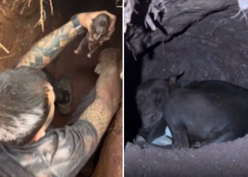 Cadela grávida desaparece e é encontrada em túnel com filhotes
