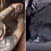Cadela grávida desaparece e é encontrada em túnel com filhotes